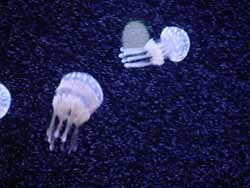 DSC01936_jellyfish