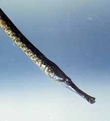 Syngnathusleptorhynchus2