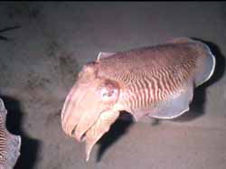 cuttlefi