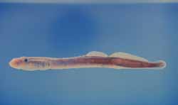 lamprey1