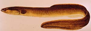 Anguillidae
