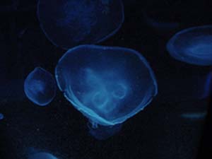 DSC01943_jellyfish