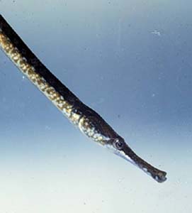 Syngnathusleptorhynchus2
