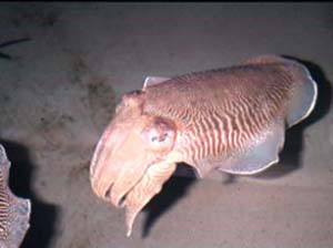 cuttlefi