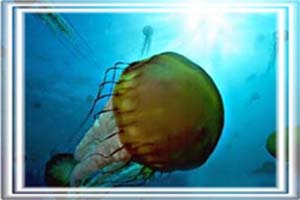 xchrysaora1
